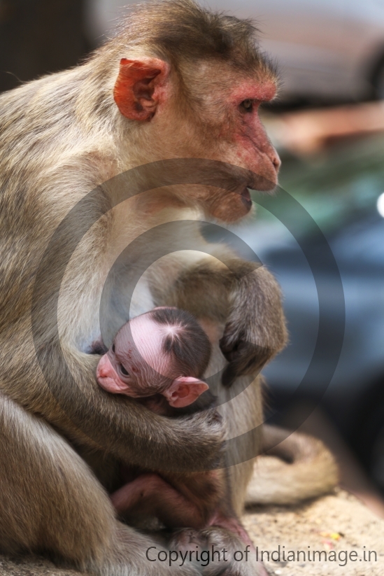 Baby monkey in Mother's hug