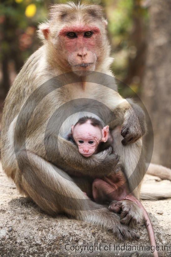 Baby monkey in Mother's hug