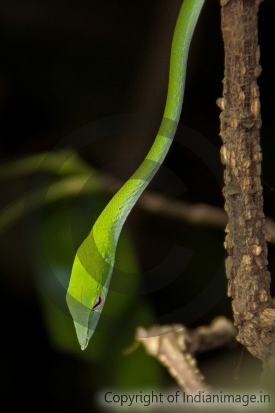 Green snake