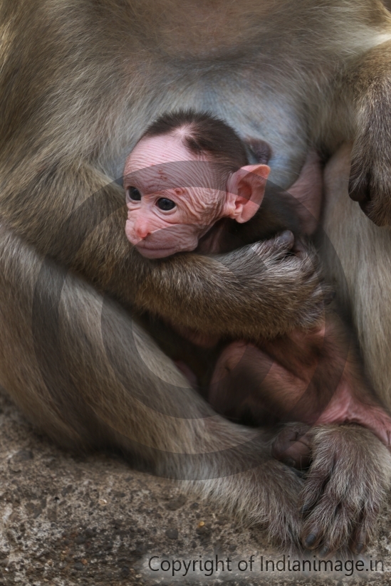 Infant monkey