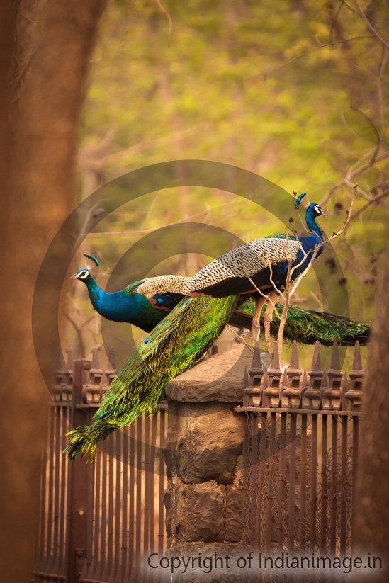 Beautiful peacocks perching on a wall