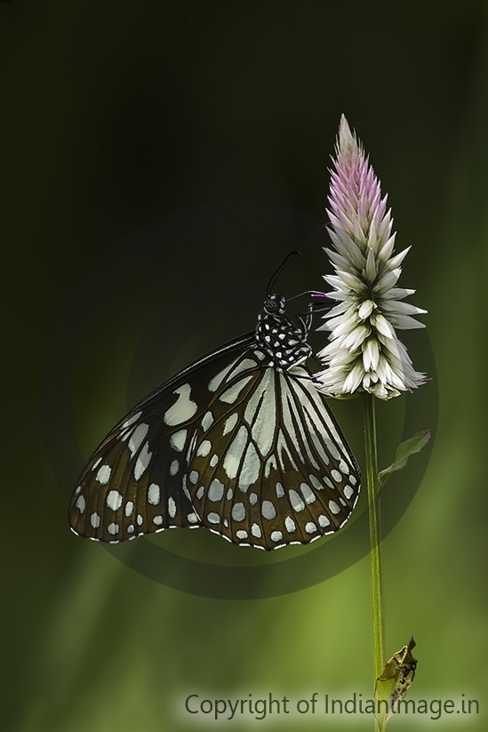 Beautiful butterfly 